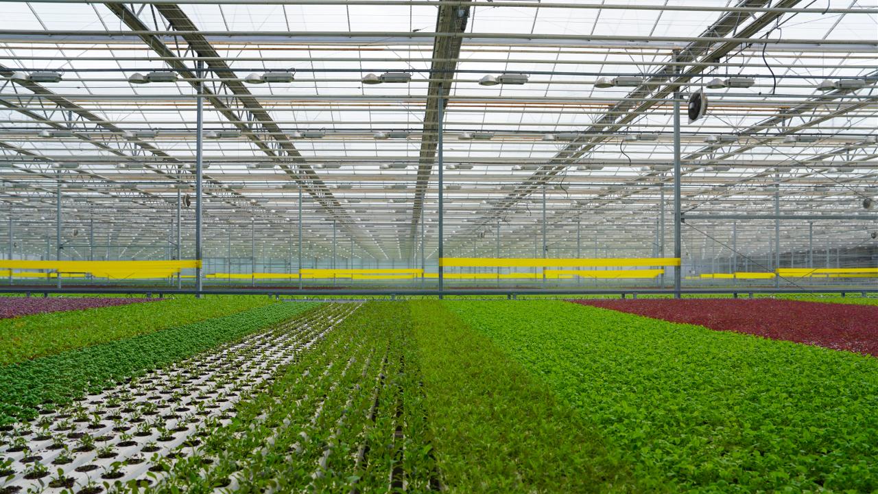 Inside a large greenhouse with rows of young plants on trays and bright yellow benches along the middle walkway.